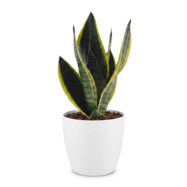 Sansevieria Future Superb – Frauenzunge – mit weißem Topf