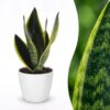 Sansevieria Future Superb – Frauenzunge – mit weißem Topf