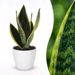 d714fe0ac8254af3a8f2c64cb3cf7acfe7ec8e7dc3444e5f916a1b7ebe42949d.jpg Sansevieria Future Superb – Frauenzunge – mit weißem Topf
