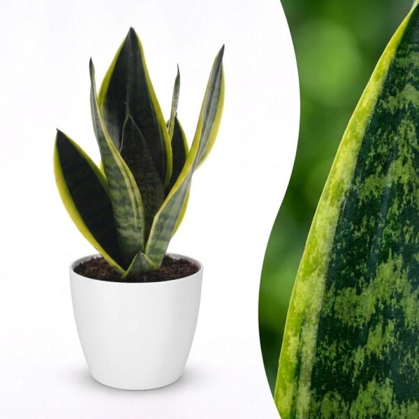 Sansevieria Future Superb – Frauenzunge – mit weißem Topf