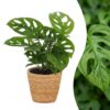 Monstera Adansonii – Rhaphidophora Tetrasperma – mit Korb