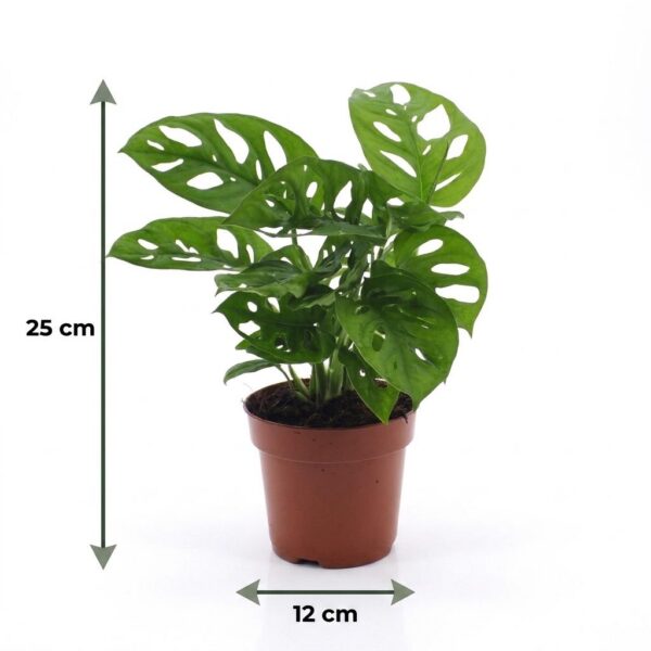 Monstera Adansonii – Rhaphidophora Tetrasperma – mit Korb