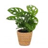 Monstera Adansonii – Rhaphidophora Tetrasperma – mit Korb
