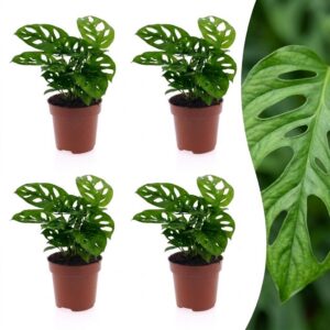 0c1505f7ab18446898f125ae3e18182b28f0c0bed6984fde8b10980c8b547504.jpg Monstera Adansonii – Rhaphidophora Tetrasperma – 4 Pflanzen