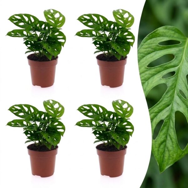 0c1505f7ab18446898f125ae3e18182b28f0c0bed6984fde8b10980c8b547504.jpg Monstera Adansonii – Rhaphidophora Tetrasperma – 4 Pflanzen
