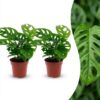 9fd47edb07bf4262b1a0a9b321ec8c40c35fe390c09b4bbaadee62e622e4a554.jpg Monstera Adansonii – Rhaphidophora Tetrasperma – 2 Pflanzen