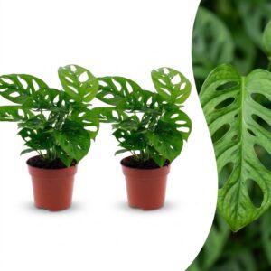 9fd47edb07bf4262b1a0a9b321ec8c40c35fe390c09b4bbaadee62e622e4a554.jpg Monstera Adansonii – Rhaphidophora Tetrasperma – 2 Pflanzen