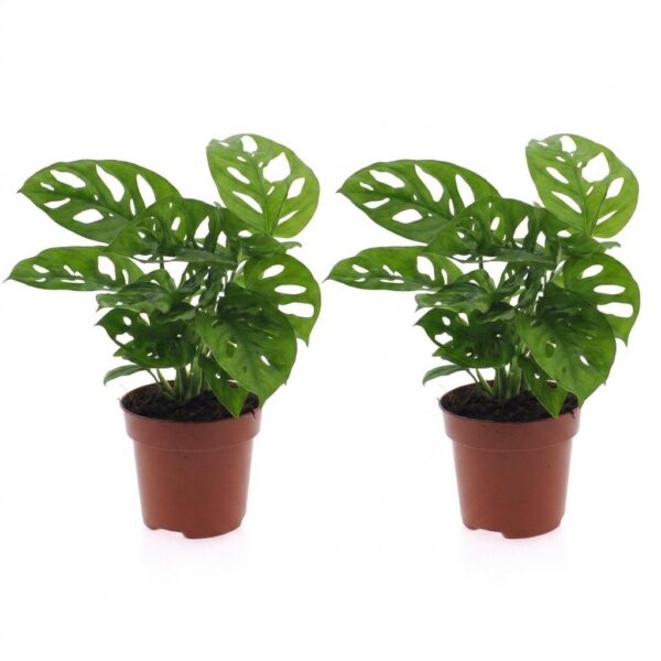 d62cb0aa3ffa4f8b9b3376bec908ec6d3b65cfaa76a742e59114913a263d5296.jpg Monstera Adansonii – Rhaphidophora Tetrasperma – 2 Pflanzen