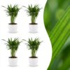 Areca Lutescens – Goldpalme – 4 Pflanzen – mit weißem Topf