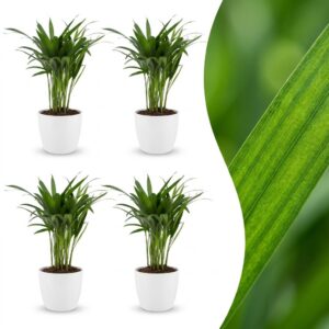 559489dd887643dd8a3fc6dd3f30e3667052550d8c7c460f8f467c3d0826069c.jpg Areca Lutescens – Goldpalme – 4 Pflanzen – mit weißem Topf