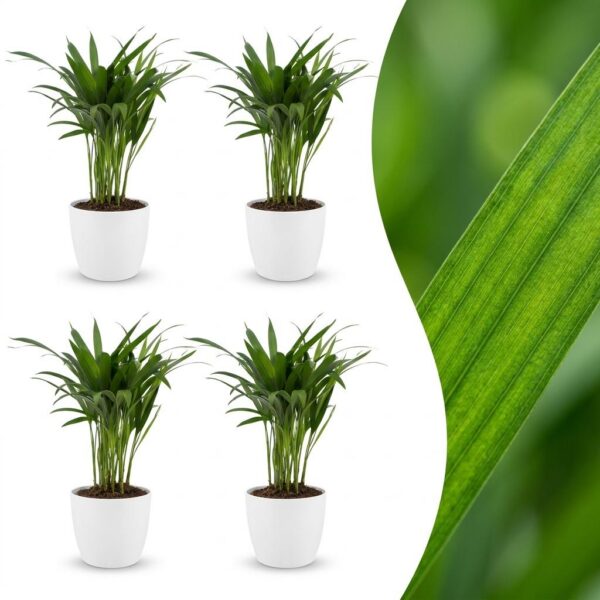 Areca Lutescens – Goldpalme – 4 Pflanzen – mit weißem Topf