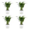 Areca Lutescens – Goldpalme – 4 Pflanzen – mit weißem Topf
