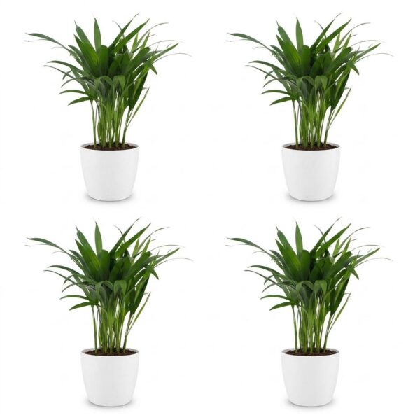 Areca Lutescens – Goldpalme – 4 Pflanzen – mit weißem Topf
