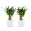 Areca Lutescens – Goldpalme – 2 Pflanzen – mit weißem Topf