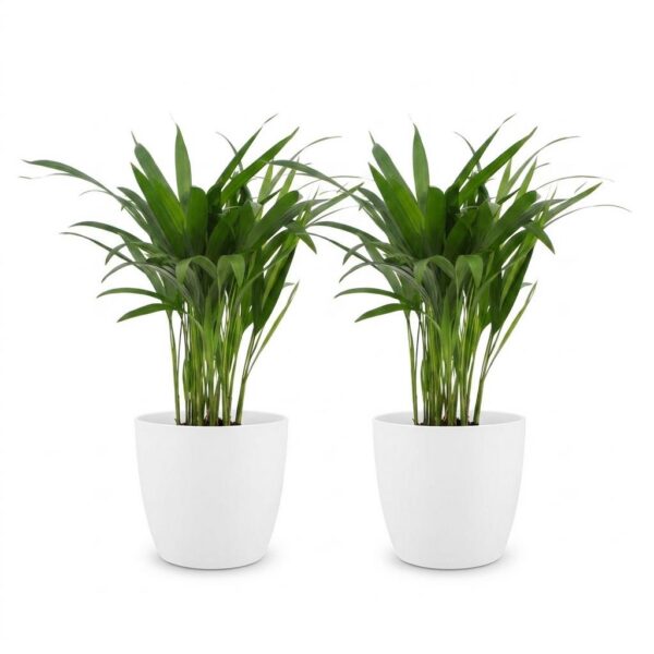 Areca Lutescens – Goldpalme – 2 Pflanzen – mit weißem Topf