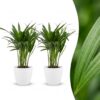 Areca Lutescens – Goldpalme – 2 Pflanzen – mit weißem Topf