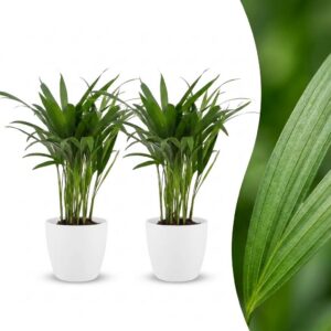 b370c58237344d60bbc6ffcc3f283d93f53e33f6f39b4ebf849f1684b2370926.jpg Areca Lutescens – Goldpalme – 2 Pflanzen – mit weißem Topf