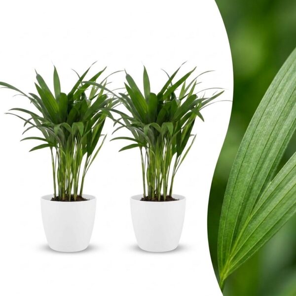 Areca Lutescens – Goldpalme – 2 Pflanzen – mit weißem Topf