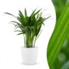 Areca Lutescens – Goldpalme – mit weißem Topf