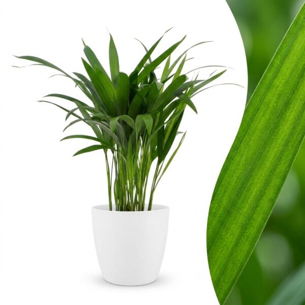 Areca Lutescens – Goldpalme – mit weißem Topf