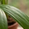Areca Lutescens – Goldpalme – mit weißem Topf