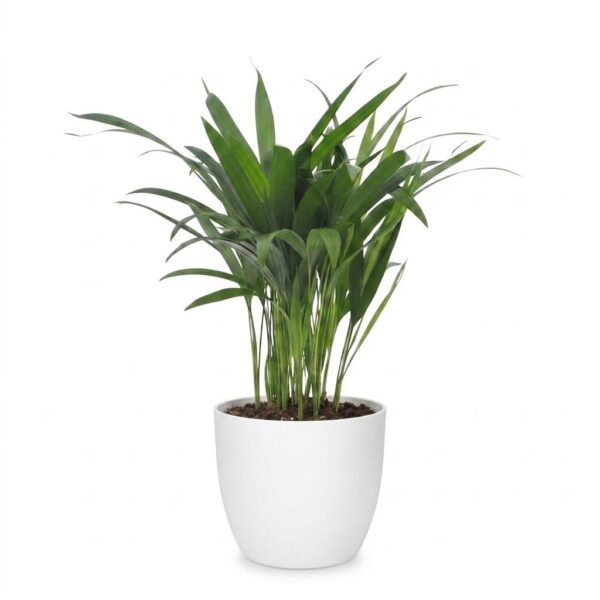 Areca Lutescens – Goldpalme – mit weißem Topf