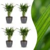 Areca Lutescens – Goldpalme – 4 Pflanzen – mit grauem Topf