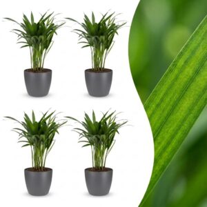 1cdb6cbbbdf54082bb87da05729cba3ad43d70ff151845b1bc45ab7052e1cc51.jpg Areca Lutescens – Goldpalme – 4 Pflanzen – mit grauem Topf