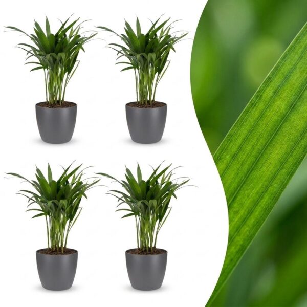 Areca Lutescens – Goldpalme – 4 Pflanzen – mit grauem Topf