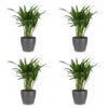 Areca Lutescens – Goldpalme – 4 Pflanzen – mit grauem Topf