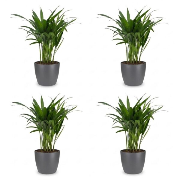 Areca Lutescens – Goldpalme – 4 Pflanzen – mit grauem Topf