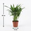 Areca Lutescens – Goldpalme – 4 Pflanzen – mit grauem Topf
