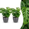 59bb160eb6fe4582889025b99bf4f6b8ce270122523344048dc3a956ec4d44a3.jpg Monstera Adansonii – Rhaphidophora Tetrasperma – 2 Pflanzen – mit grauem Topf