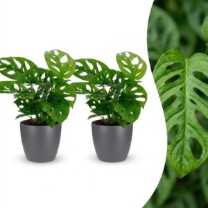 59bb160eb6fe4582889025b99bf4f6b8ce270122523344048dc3a956ec4d44a3.jpg Monstera Adansonii – Rhaphidophora Tetrasperma – 2 Pflanzen – mit grauem Topf