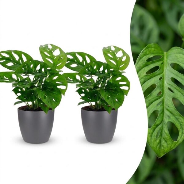 59bb160eb6fe4582889025b99bf4f6b8ce270122523344048dc3a956ec4d44a3.jpg Monstera Adansonii – Rhaphidophora Tetrasperma – 2 Pflanzen – mit grauem Topf