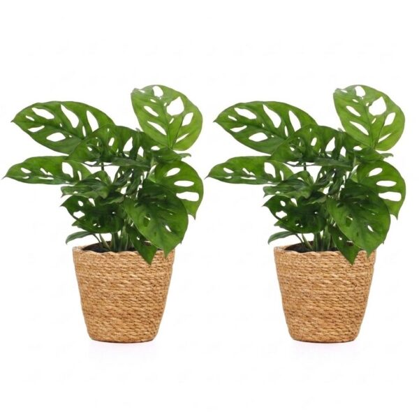 272429410c5f4c8c8ed54d757a8d14acab0b7e354c0548ff88c4509cb68c453c.jpg Monstera Adansonii – Rhaphidophora Tetrasperma – 2 Pflanzen – mit Korb