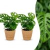 8c00aea9a2a44f3c8467c1e03b34a1d462d1021e8d074d39bf353632f413bba5.jpg Monstera Adansonii – Rhaphidophora Tetrasperma – 2 Pflanzen – mit Korb