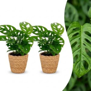 8c00aea9a2a44f3c8467c1e03b34a1d462d1021e8d074d39bf353632f413bba5.jpg Monstera Adansonii – Rhaphidophora Tetrasperma – 2 Pflanzen – mit Korb