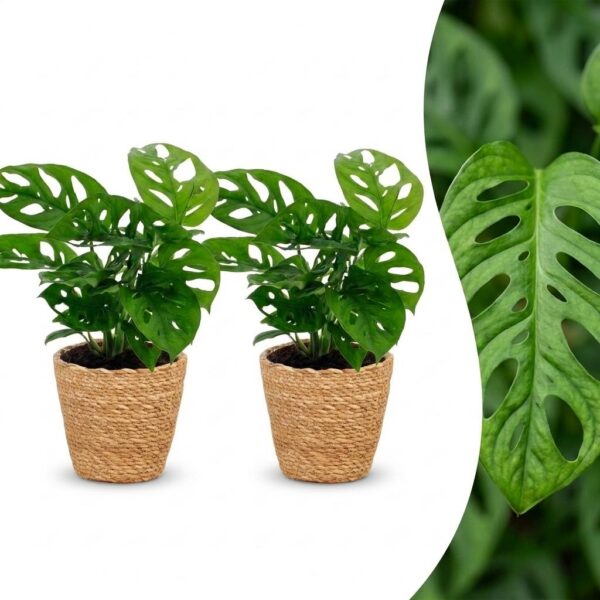 8c00aea9a2a44f3c8467c1e03b34a1d462d1021e8d074d39bf353632f413bba5.jpg Monstera Adansonii – Rhaphidophora Tetrasperma – 2 Pflanzen – mit Korb