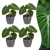 33cb4d1bc203413995ea889fc9c0862a51499911a51642dc98e7610d8be4721f.jpg Philodendron Gloriosum – Glorie-Philodendron – 4 Pflanzen – mit grauem Topf