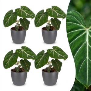 33cb4d1bc203413995ea889fc9c0862a51499911a51642dc98e7610d8be4721f.jpg Philodendron Gloriosum – Glorie-Philodendron – 4 Pflanzen – mit grauem Topf