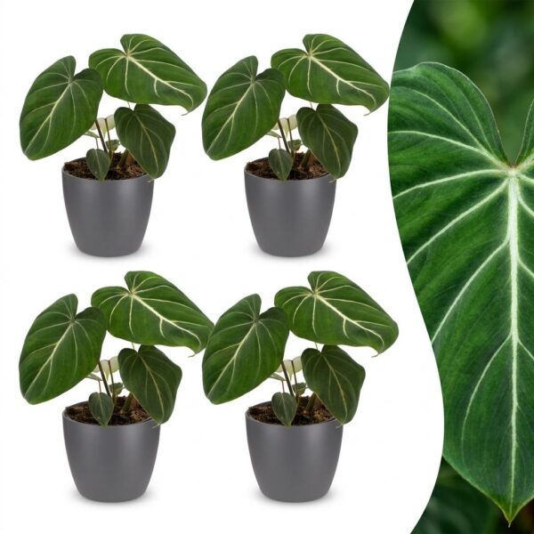 33cb4d1bc203413995ea889fc9c0862a51499911a51642dc98e7610d8be4721f.jpg Philodendron Gloriosum – Glorie-Philodendron – 4 Pflanzen – mit grauem Topf