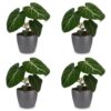 57beca00ca7941e18f6c5a51ceb3cf8bd7079ae17f2047b392f0212a77e3aa68.jpg Philodendron Gloriosum – Glorie-Philodendron – 4 Pflanzen – mit grauem Topf