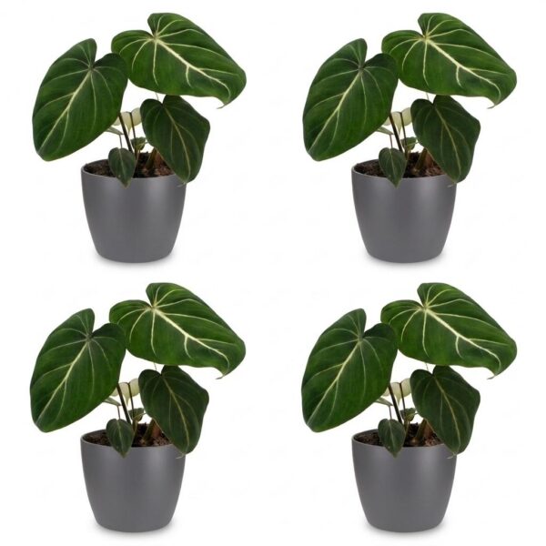 57beca00ca7941e18f6c5a51ceb3cf8bd7079ae17f2047b392f0212a77e3aa68.jpg Philodendron Gloriosum – Glorie-Philodendron – 4 Pflanzen – mit grauem Topf