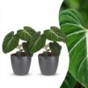 28758763f39c4df0945e458ac93d228ae1ff3c31753e467ca3e5cc0edcbdab0f.jpg Philodendron Gloriosum – Glorie-Philodendron – 2 Pflanzen – mit grauem Topf