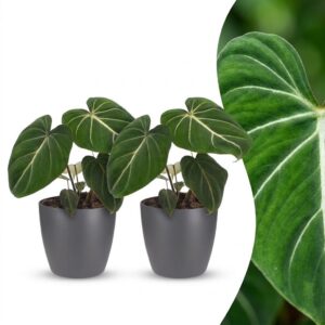 28758763f39c4df0945e458ac93d228ae1ff3c31753e467ca3e5cc0edcbdab0f.jpg Philodendron Gloriosum – Glorie-Philodendron – 2 Pflanzen – mit grauem Topf