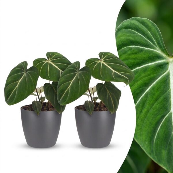 28758763f39c4df0945e458ac93d228ae1ff3c31753e467ca3e5cc0edcbdab0f.jpg Philodendron Gloriosum – Glorie-Philodendron – 2 Pflanzen – mit grauem Topf