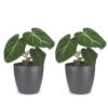 9cbf4028fc094f1dba7aa6d95151d053ad79f00770bc4b0780a2385b3c924bfd.jpg Philodendron Gloriosum – Glorie-Philodendron – 2 Pflanzen – mit grauem Topf