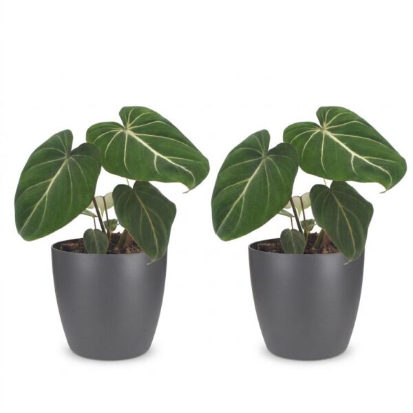 9cbf4028fc094f1dba7aa6d95151d053ad79f00770bc4b0780a2385b3c924bfd.jpg Philodendron Gloriosum – Glorie-Philodendron – 2 Pflanzen – mit grauem Topf