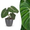 d69c3239b830429190cd4bf727afcb444d6a9b853448468fbb741cc326a8d0ea.jpg Philodendron Gloriosum – Glorie-Philodendron – mit grauem Topf